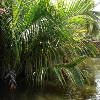 Nypa fruticans Wurmb